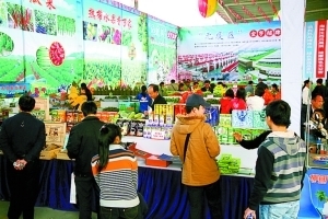 海南40公斤重木薯王来深“吆喝”_新闻中心_新浪网