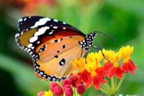 国产采精小蝴蝶,探寻自然之美与科技创新的完美融合